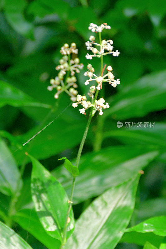 日本花/东亚花